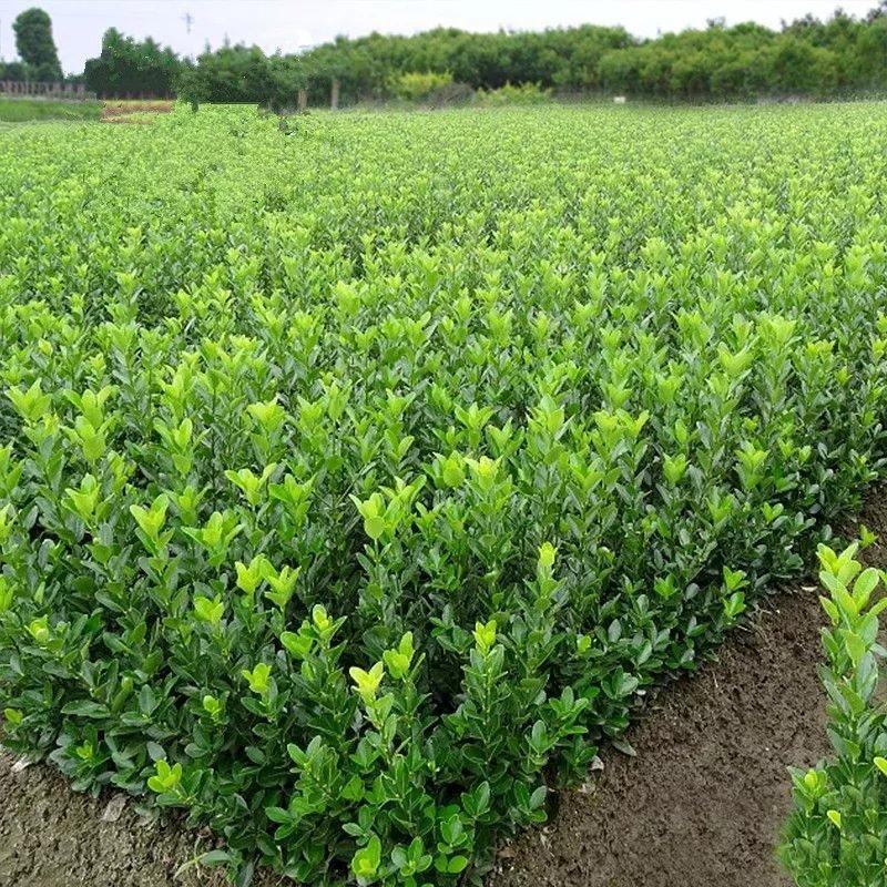 【四季苗木】小叶黄杨30~50公分规格品种齐全欢迎基地考