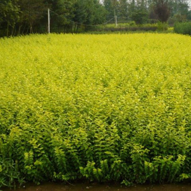 金叶女贞苗园林绿化庭院种植40~80公分基地直发价格优惠