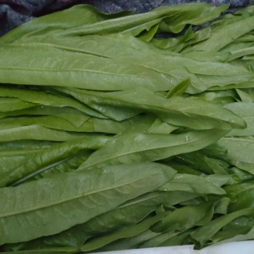 精品香菜