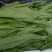 精品香菜