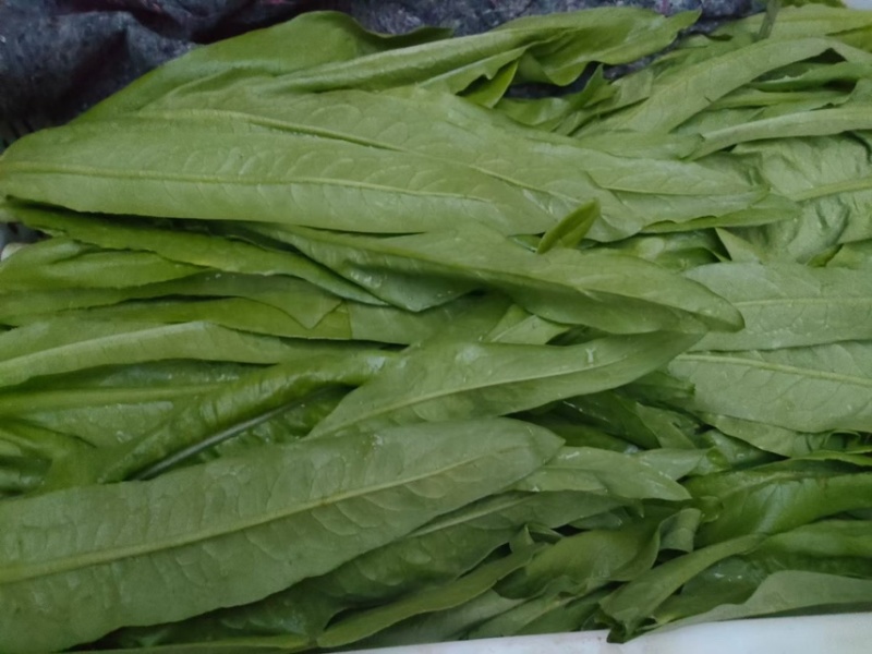 精品香菜