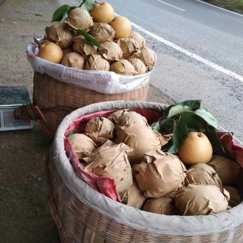 湘西金秋梨