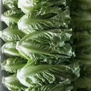 精品叶生菜