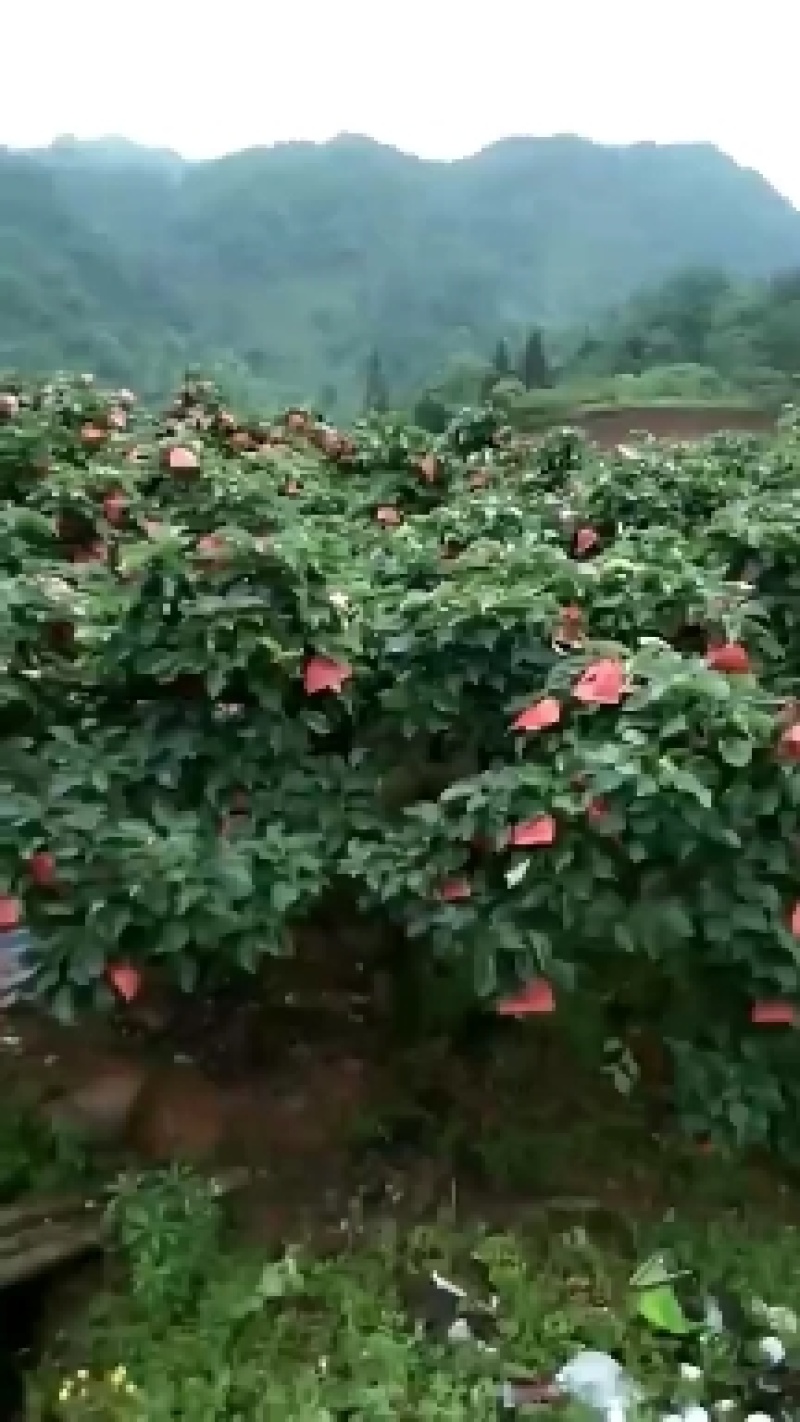 湘西金秋梨