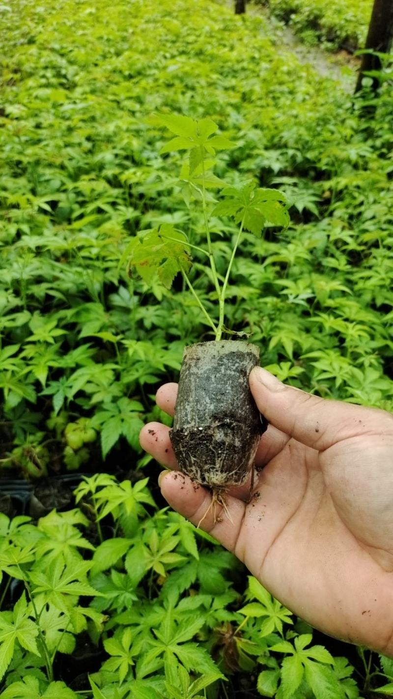 甜叶覆盆子杯苗覆盆子苗七叶甜叶覆盆苗甜茶杯苗