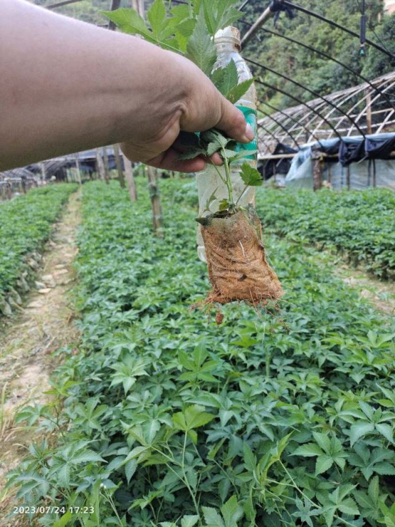 甜叶覆盆子杯苗覆盆子苗七叶甜叶覆盆苗甜茶杯苗