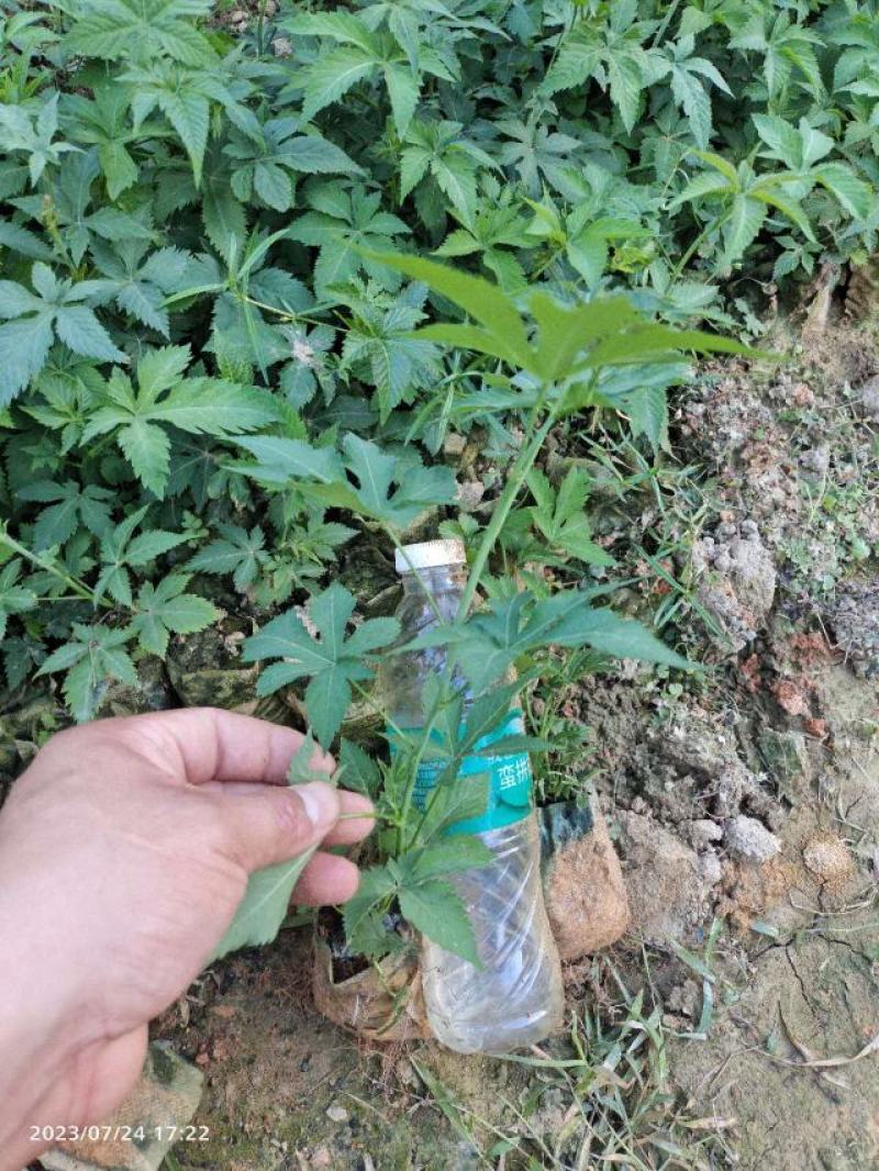 甜叶覆盆子杯苗覆盆子苗七叶甜叶覆盆苗甜茶杯苗