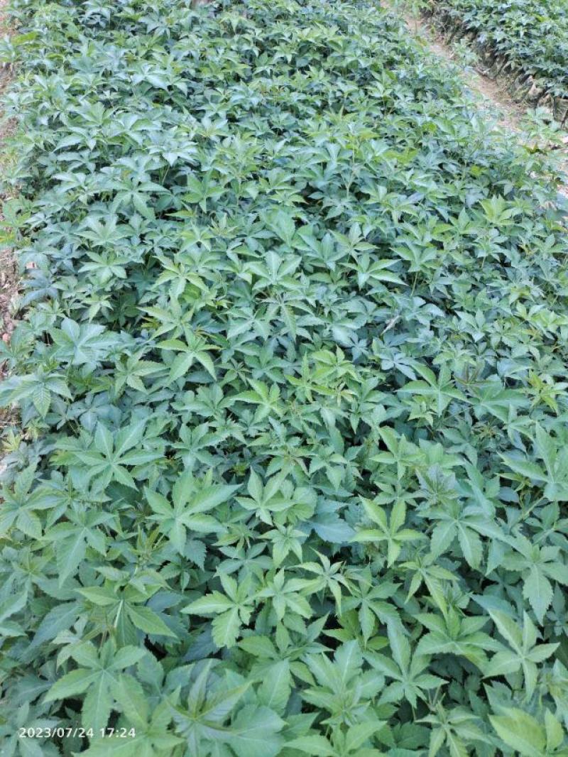甜叶覆盆子杯苗覆盆子苗七叶甜叶覆盆苗甜茶杯苗