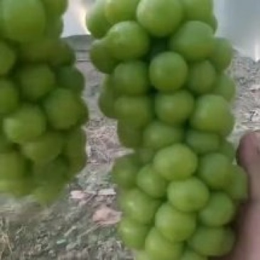 精品阳光玫瑰葡萄大量上市，品质保证，量大从优，欢迎电话咨询