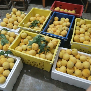 锦绣黄桃