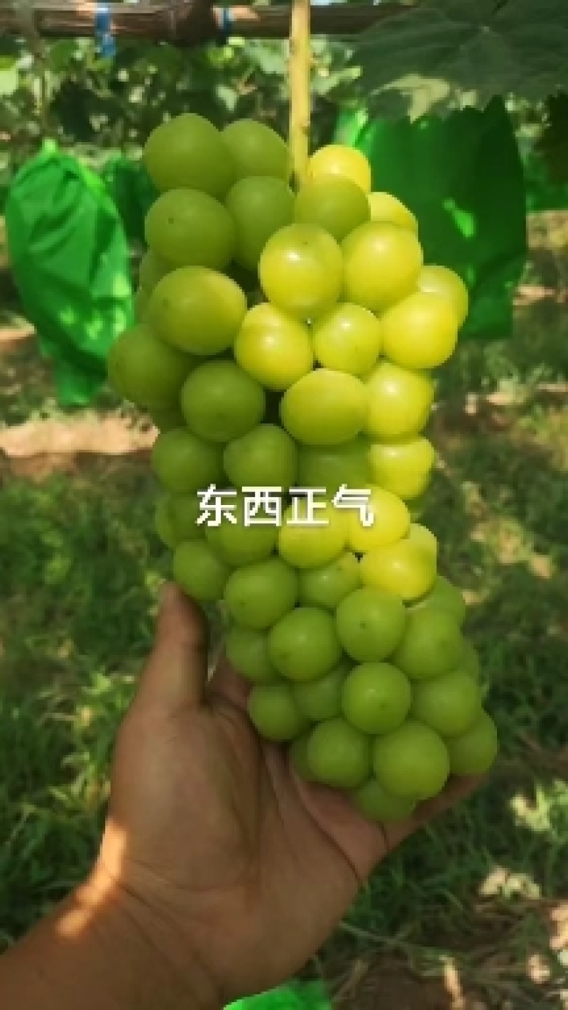 精品阳光玫瑰葡萄大量上市，品质保证，量大从优，欢迎电话咨询
