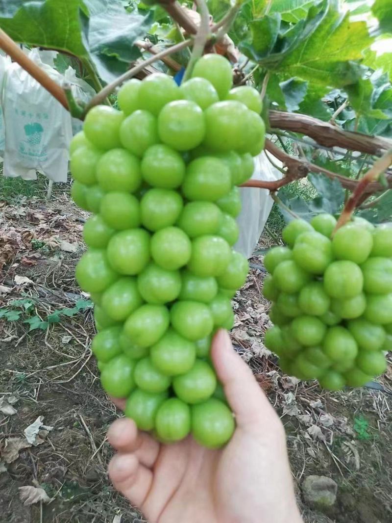 精品阳光玫瑰葡萄大量上市，品质保证，量大从优，欢迎电话咨询