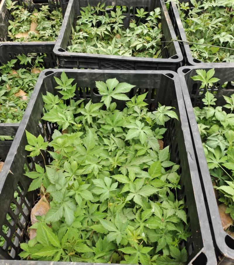 甜叶覆盆子杯苗覆盆子苗七叶甜叶覆盆苗甜茶杯苗