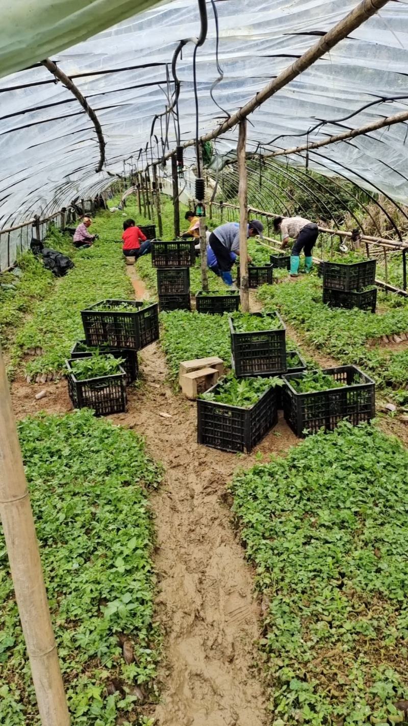 甜叶覆盆子杯苗覆盆子苗七叶甜叶覆盆苗甜茶杯苗