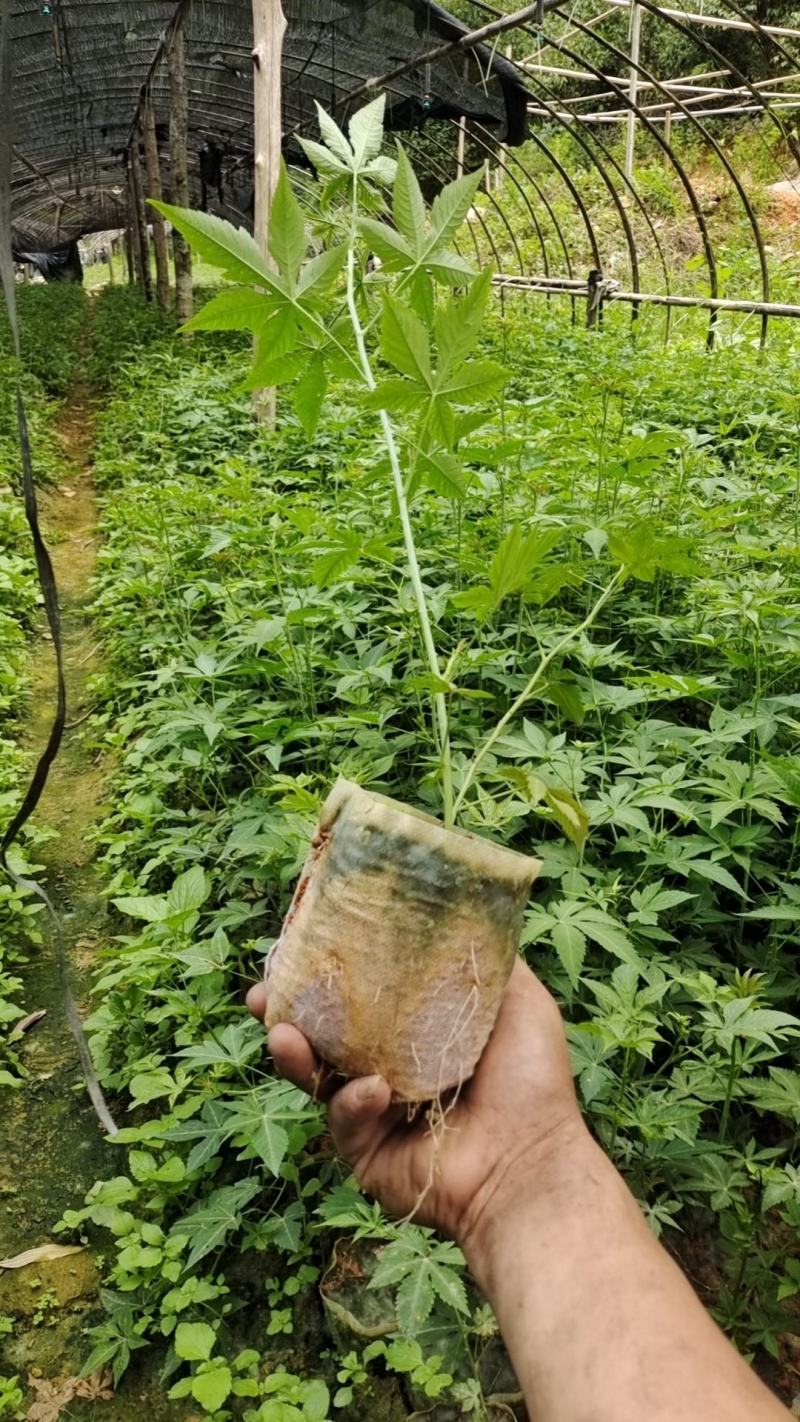 甜叶覆盆子杯苗覆盆子苗七叶甜叶覆盆苗甜茶杯苗