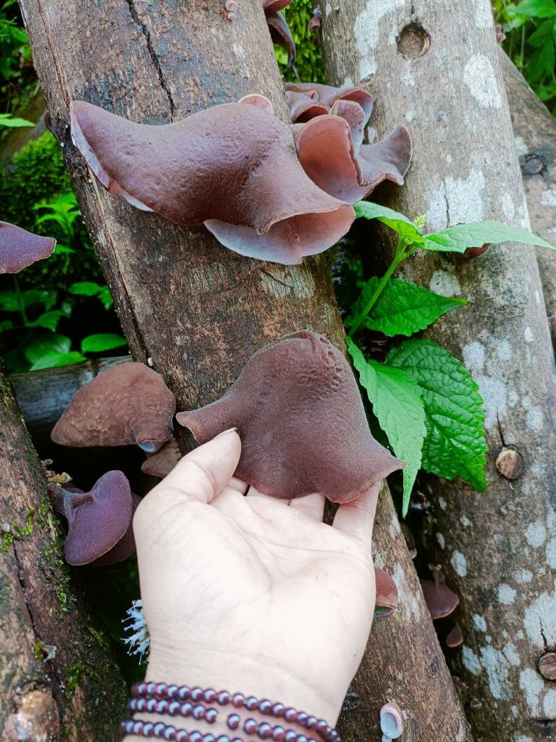 木耳
