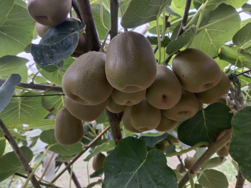 种植思路模式决定品质