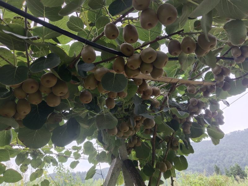 种植思路模式决定品质