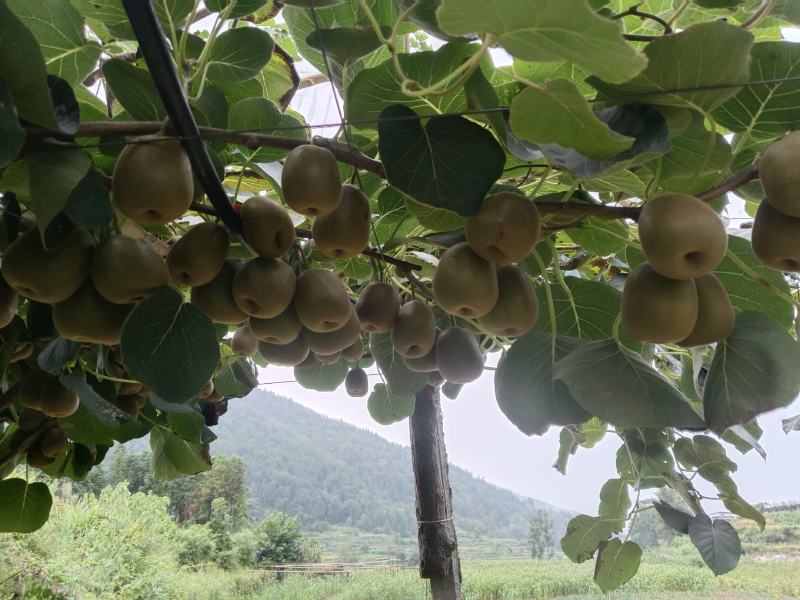 种植思路模式决定品质