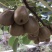 种植思路模式决定品质