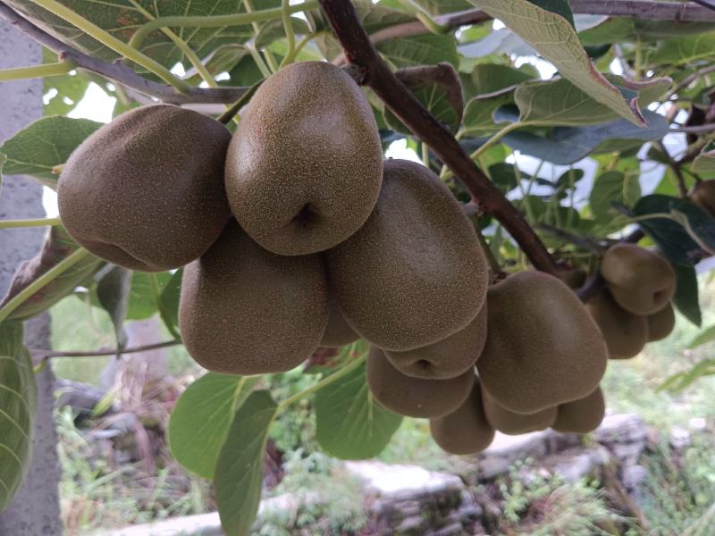 种植思路模式决定品质