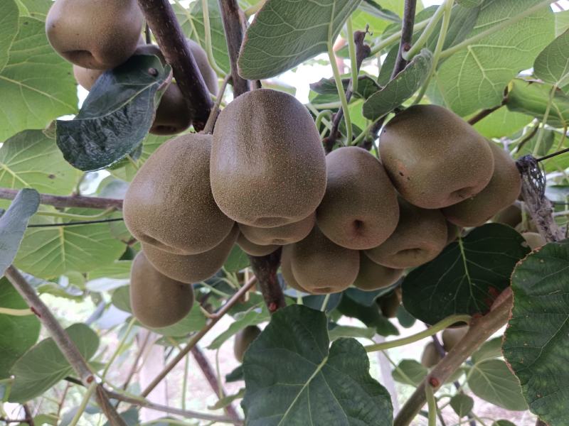 种植思路模式决定品质