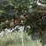 种植思路模式决定品质