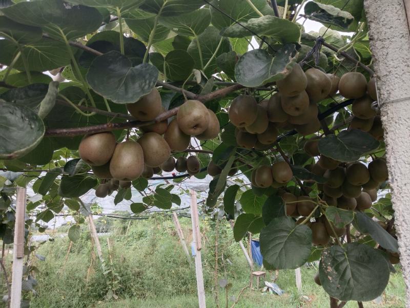 种植思路模式决定品质