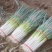 河北铁杆大葱大量上市品质保证一手货源量大从优
