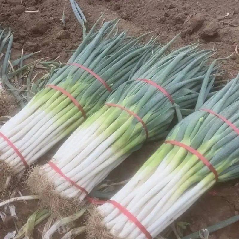 河北铁杆大葱大量上市品质保证一手货源量大从优