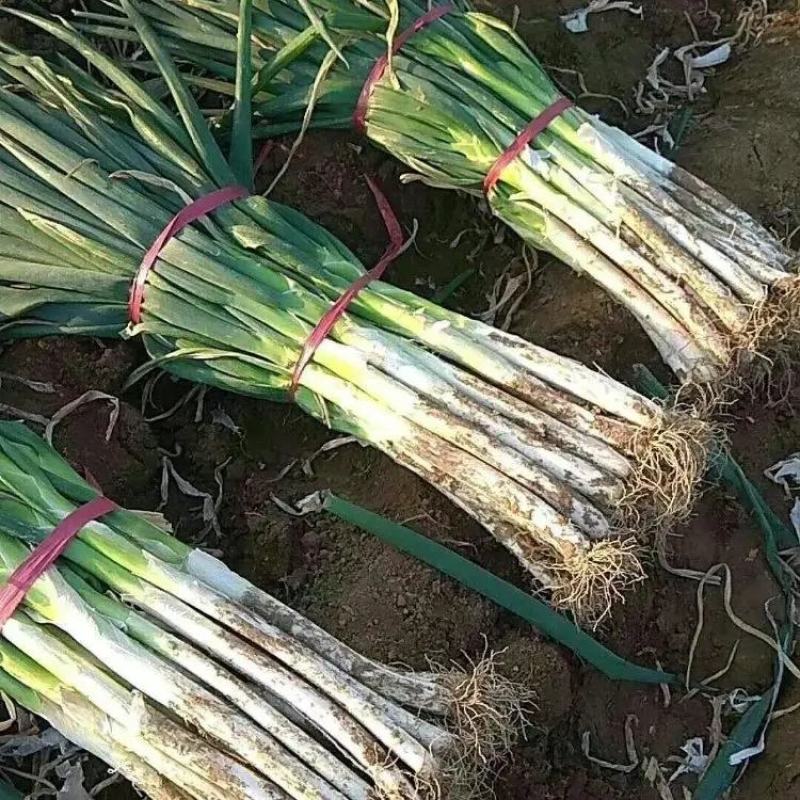 河北铁杆大葱大量上市品质保证一手货源量大从优