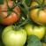 西红柿苗子，粉果番茄苗抗性好大果硬度高，产量好