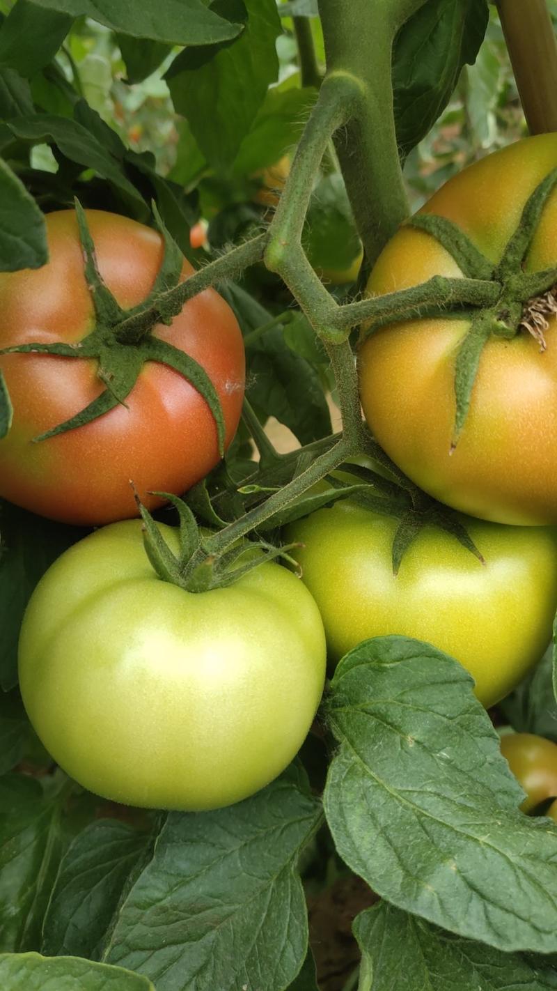 西红柿苗子，粉果番茄苗抗性好大果硬度高，产量好