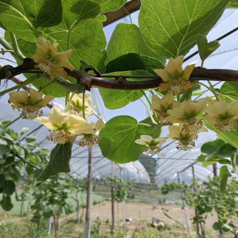 种植思路模式决定品质