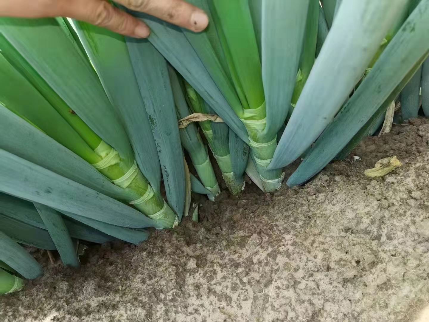 铁杆大葱典型植株形态