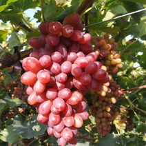 新疆克伦生葡萄产地只发一手货源可视频量大从优