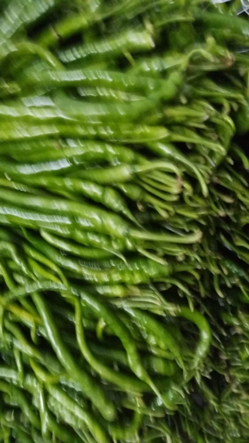 线椒