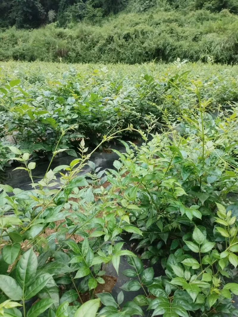 张家界高山有机霉茶供应中诚信经营藤茶品质保证基地直供