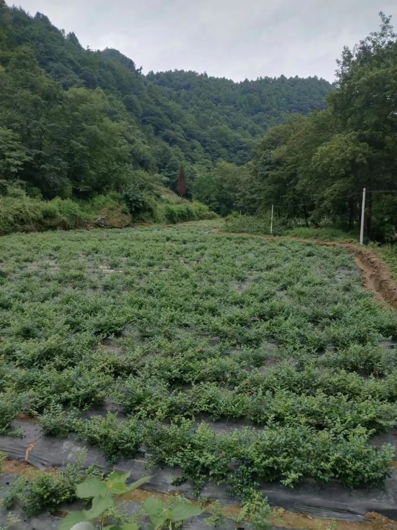 张家界高山有机霉茶供应中诚信经营藤茶品质保证基地直供