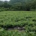 张家界永定区高山藤茶大量供应中品质保证口感细腻霉茶