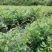 张家界永定区高山藤茶大量供应中品质保证口感细腻霉茶