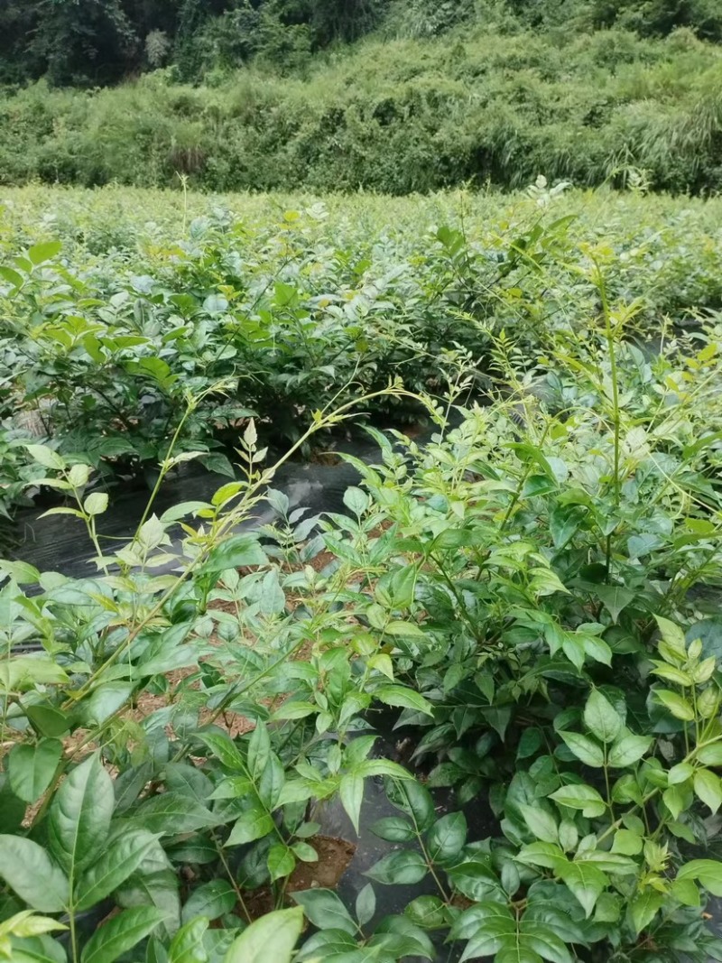 张家界永定区高山藤茶大量供应中品质保证口感细腻霉茶