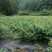 张家界永定区高山藤茶大量供应中品质保证口感细腻霉茶