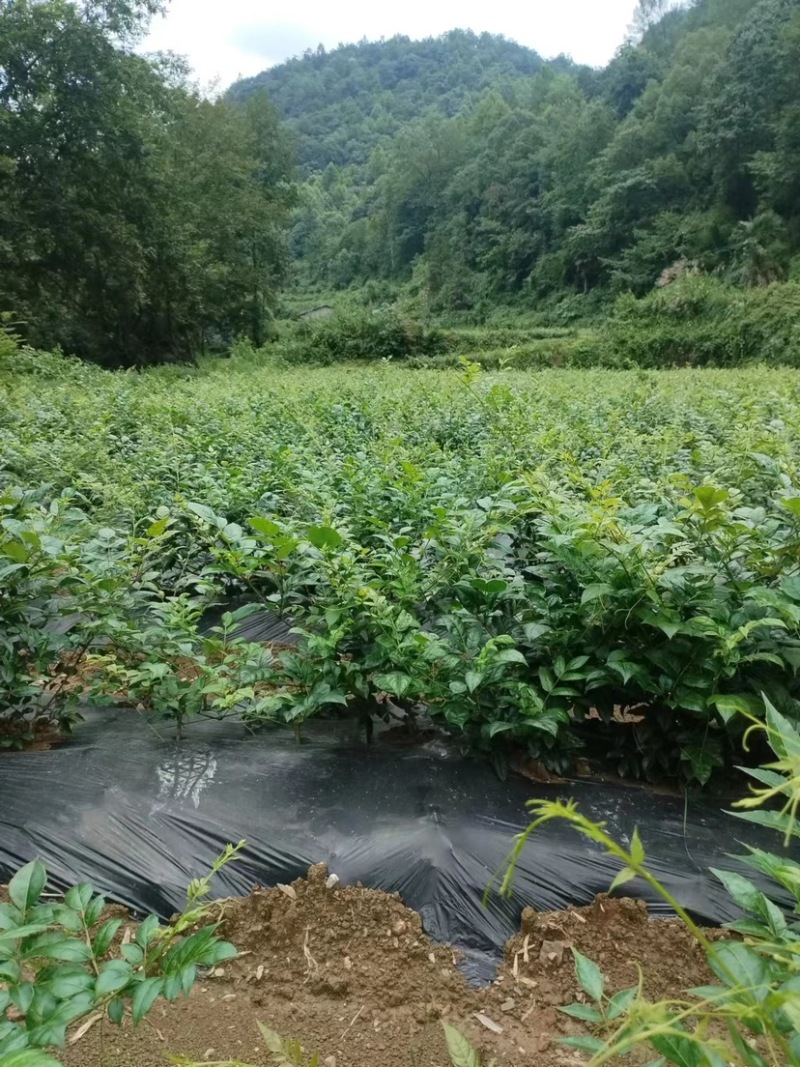 张家界永定区高山藤茶大量供应中品质保证口感细腻霉茶