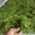 张家界永定区高山藤茶大量供应中品质保证口感细腻霉茶
