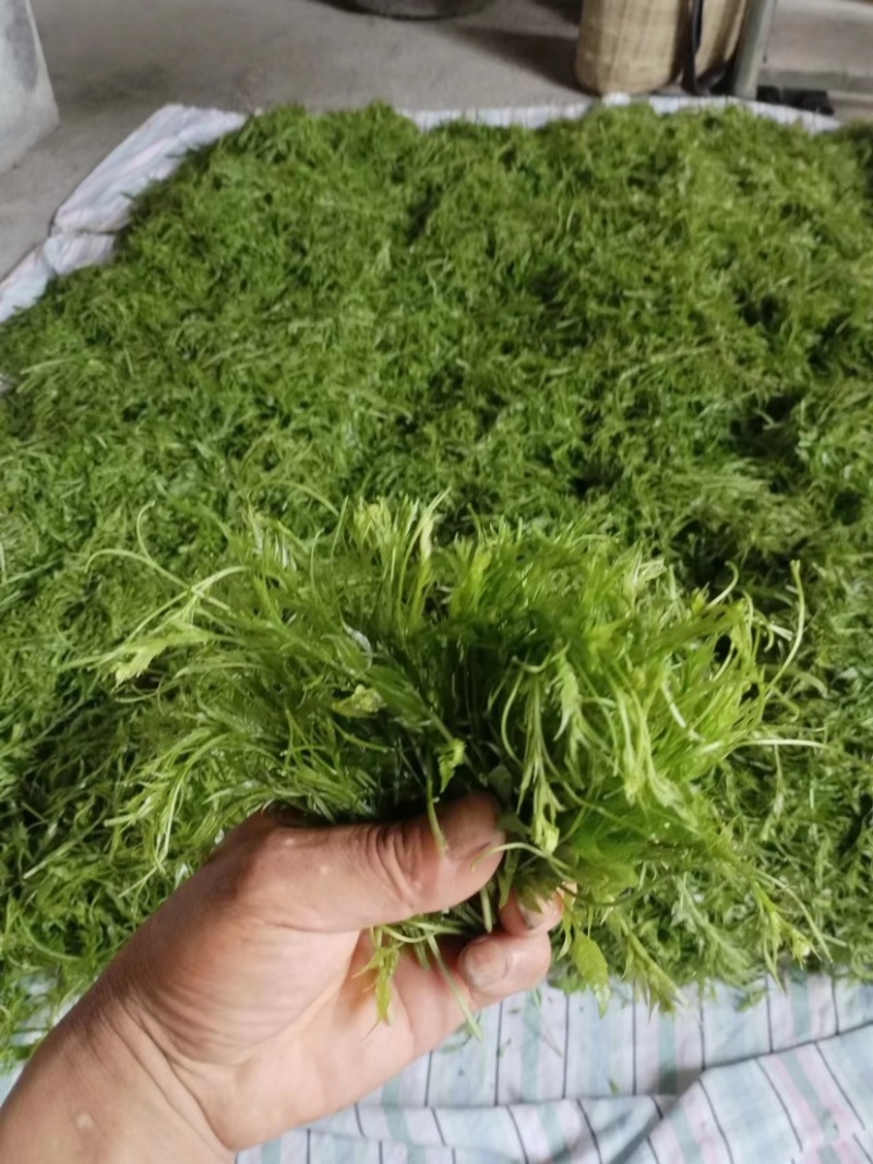 张家界永定区高山藤茶大量供应中品质保证口感细腻霉茶