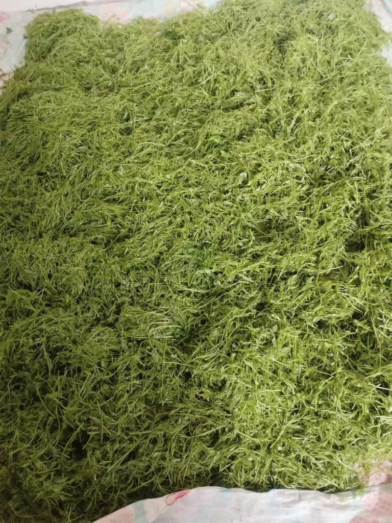 张家界永定区高山藤茶大量供应中品质保证口感细腻霉茶