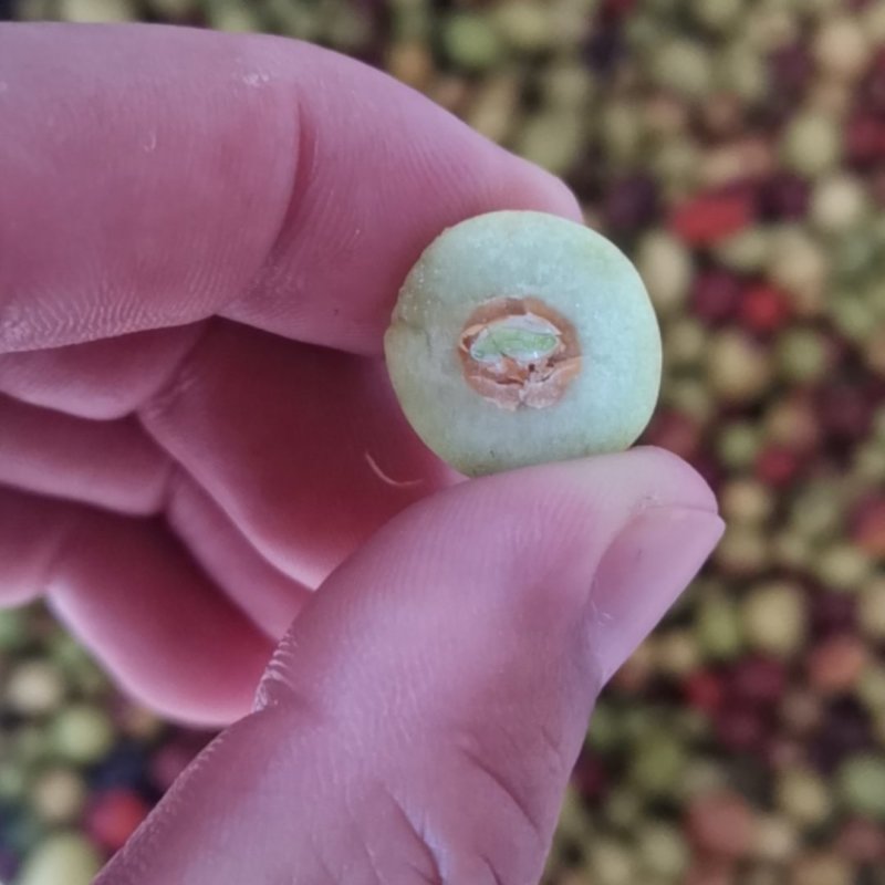 酸枣！山区生长！大量供应！