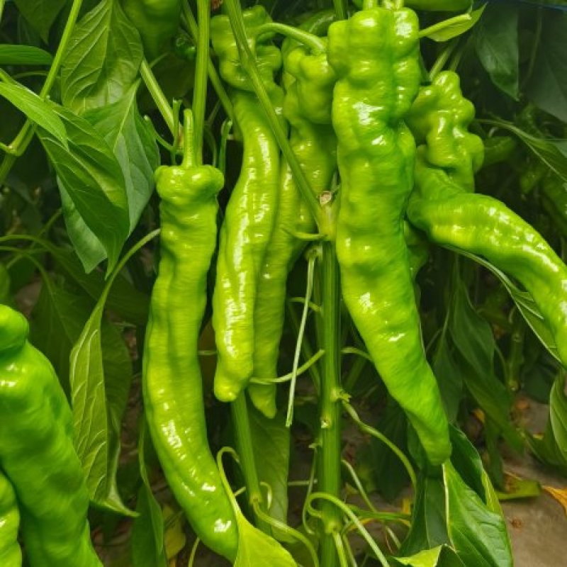 各种辣椒大量上市