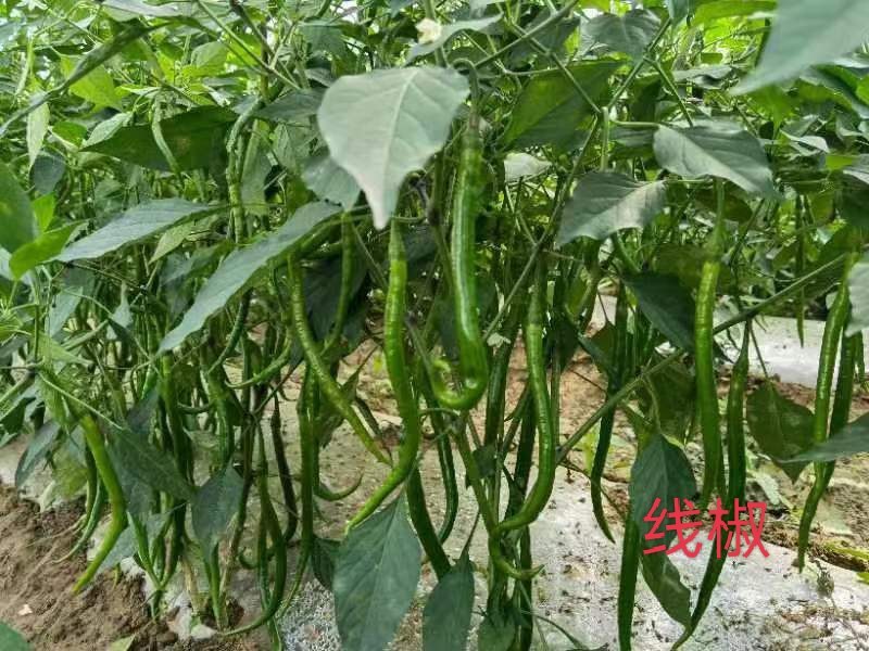 各种辣椒大量上市